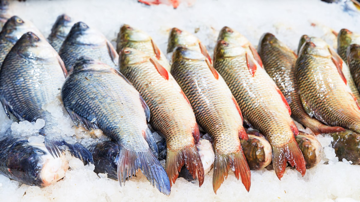 The morning catch on ice